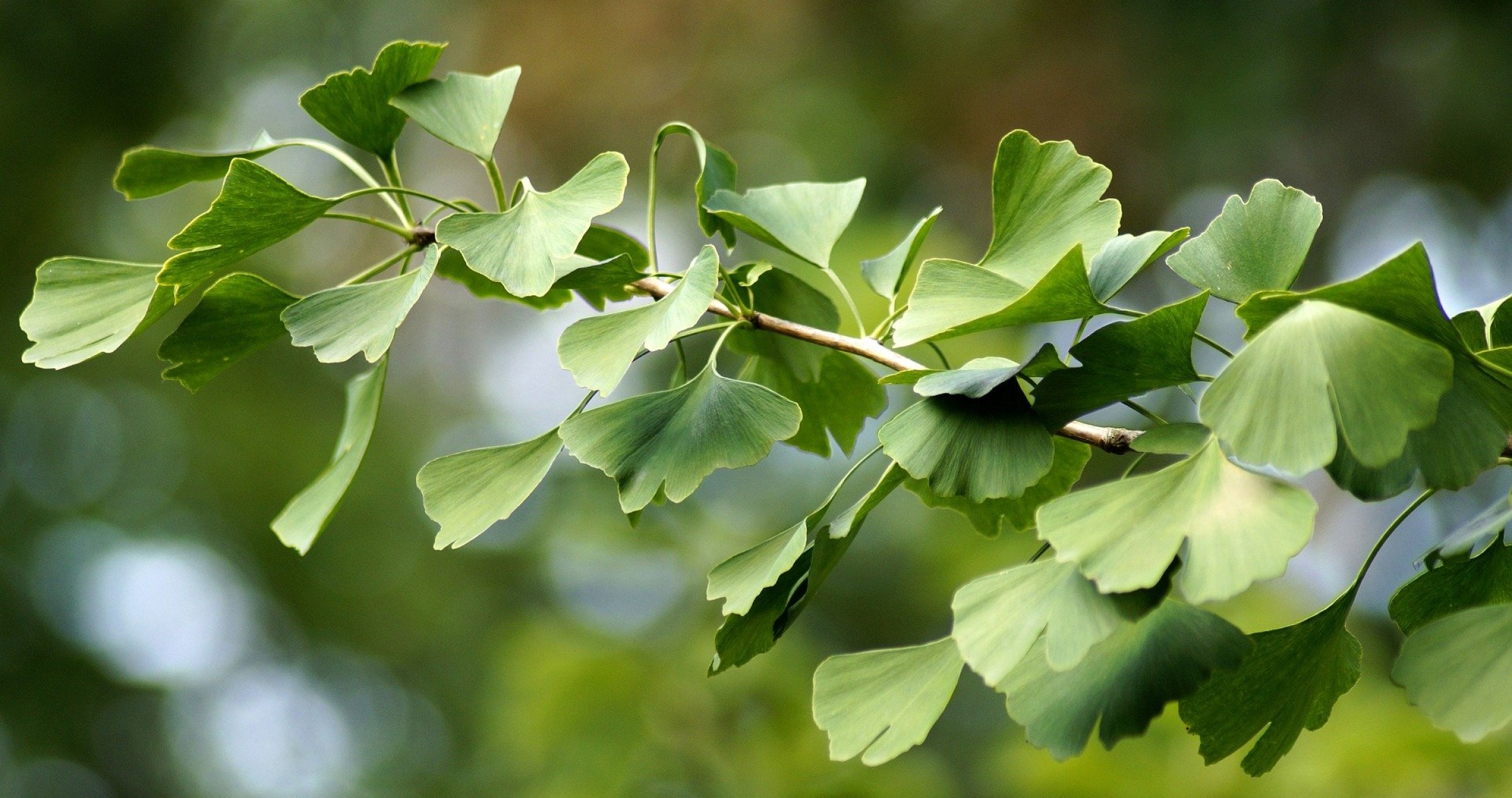 Does Gingko Biloba Have a Role in the Treatment of
